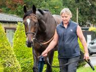 WG031025-55 - Jaramillo